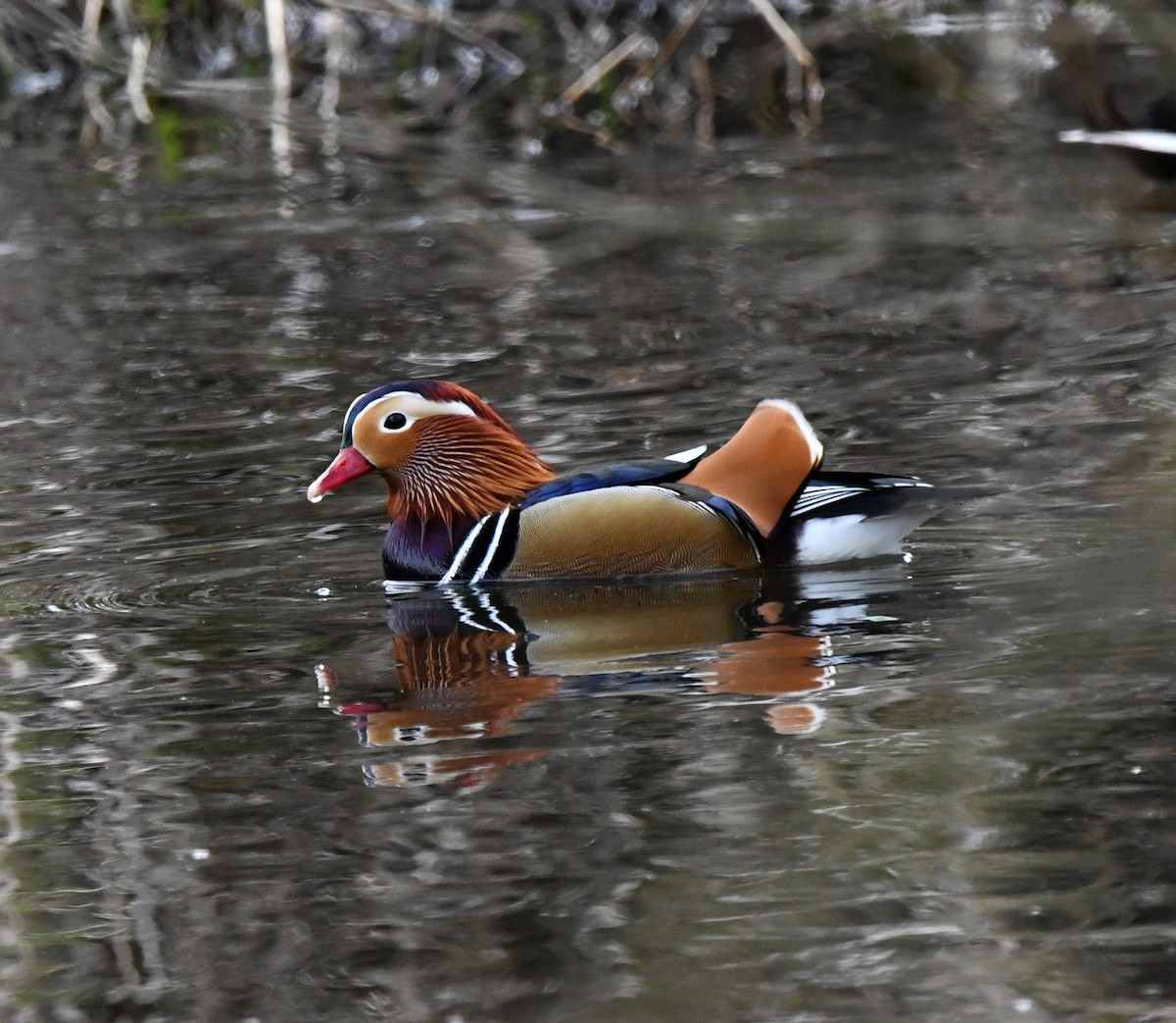 Мандаринка - ML647038137