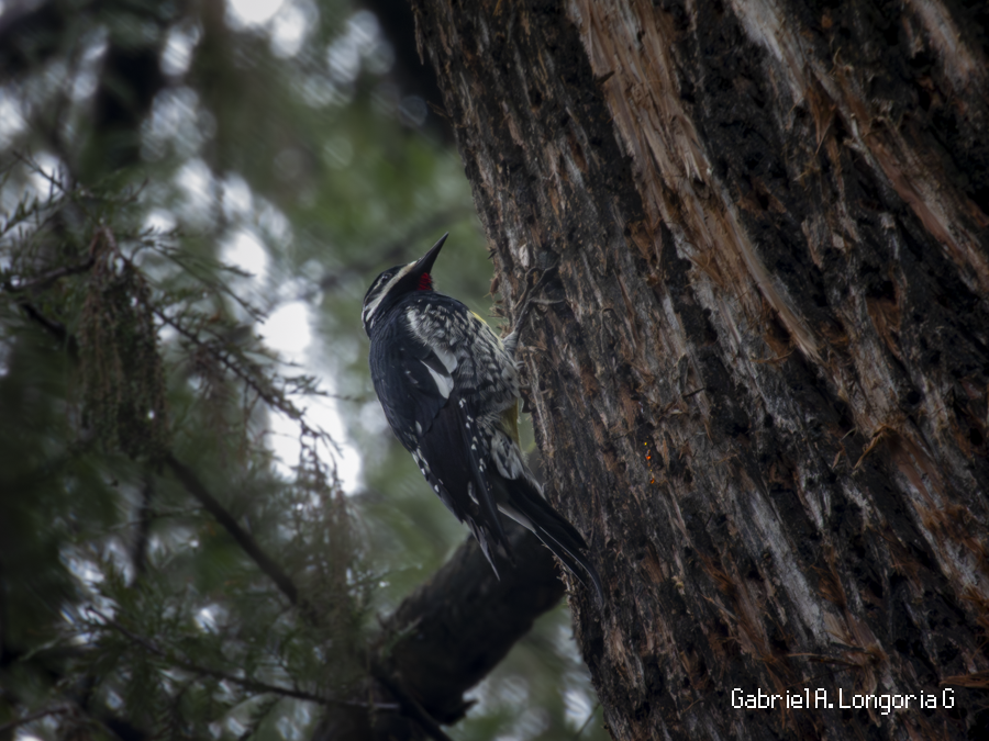 Williamson's Sapsucker - ML647038180