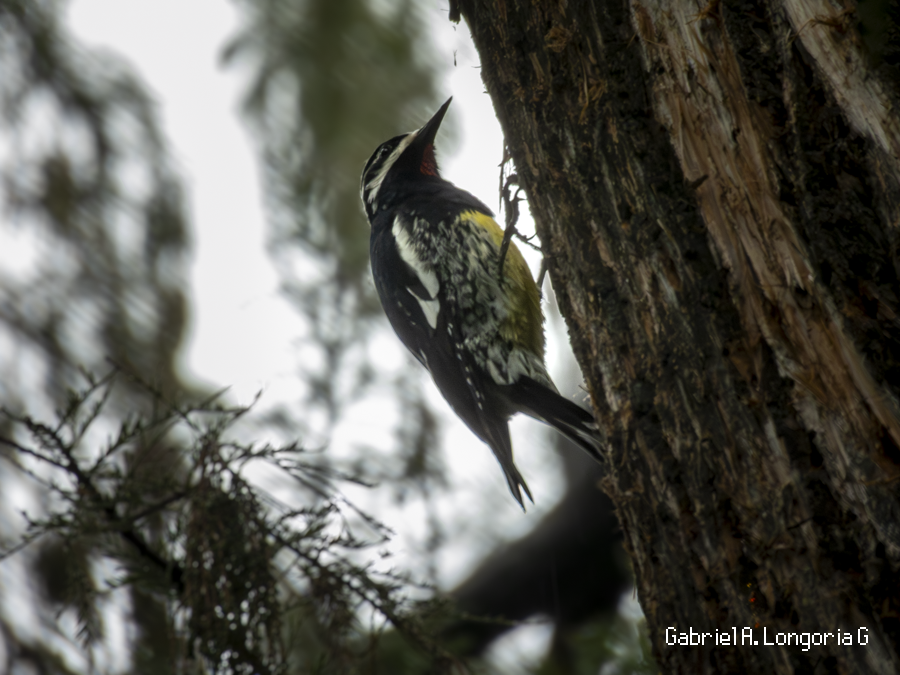 Williamson's Sapsucker - ML647038181
