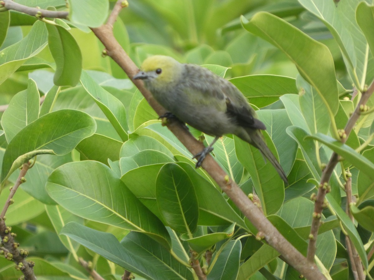 Tangara Palmera - ML647038186
