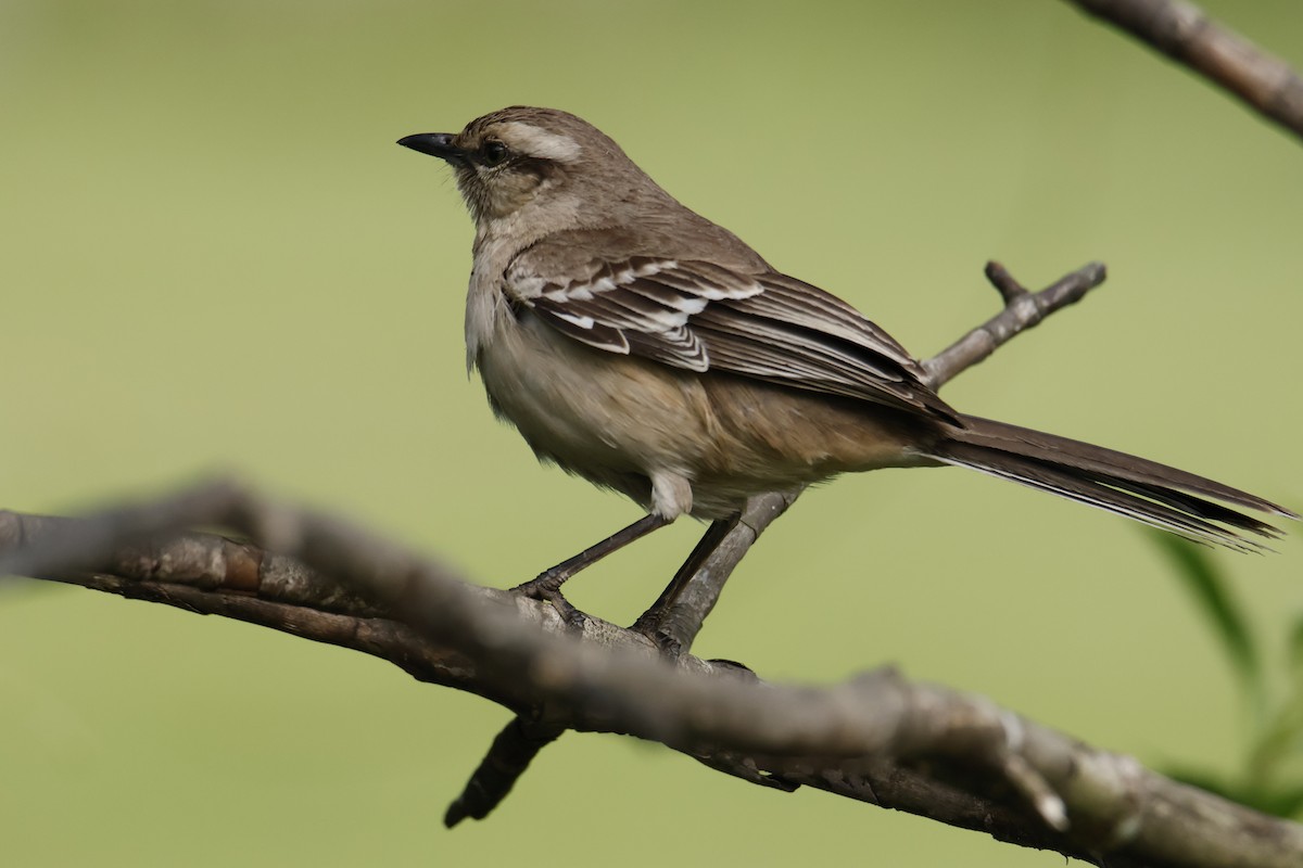 Chalk-browed Mockingbird - ML647038187