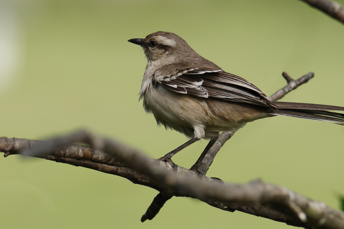 Chalk-browed Mockingbird - ML647038188