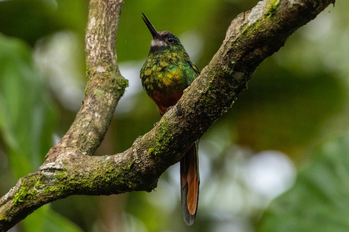 White-chinned Jacamar - ML647038190