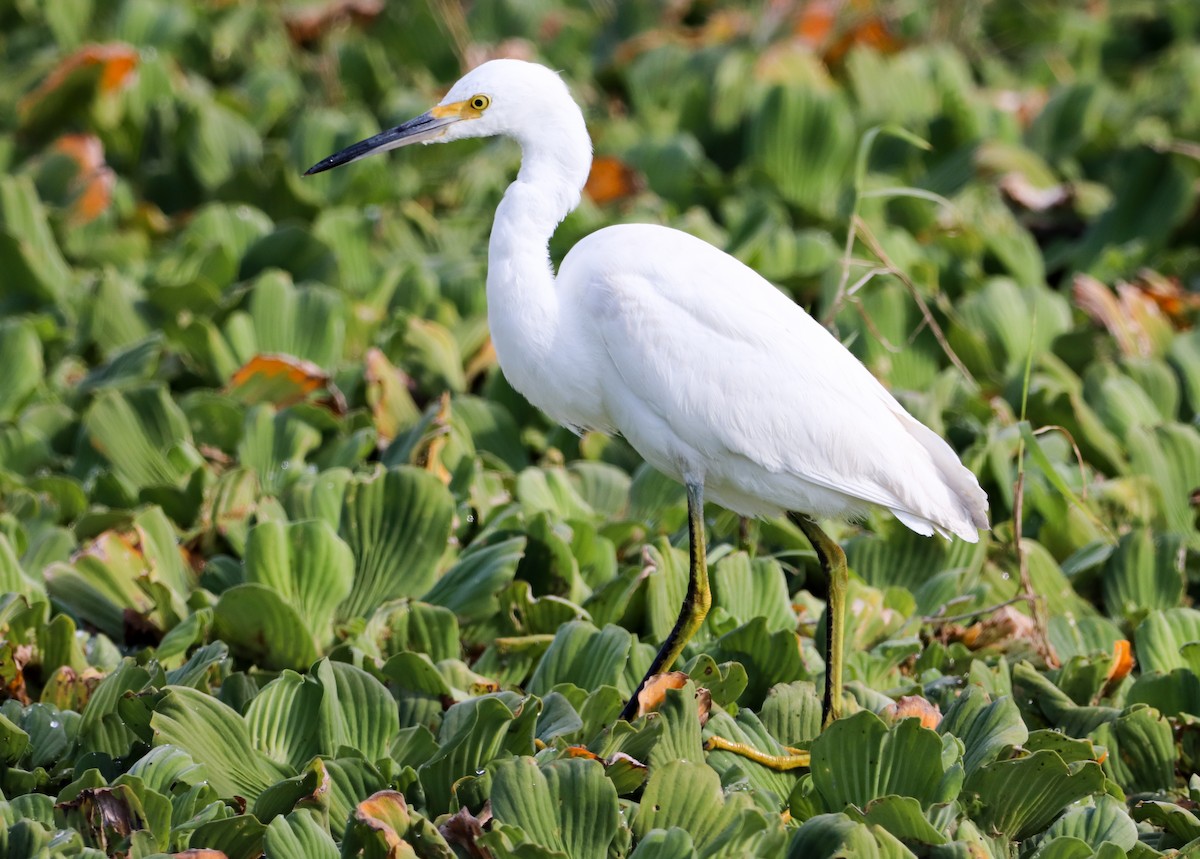 Garceta Nívea - ML647038197