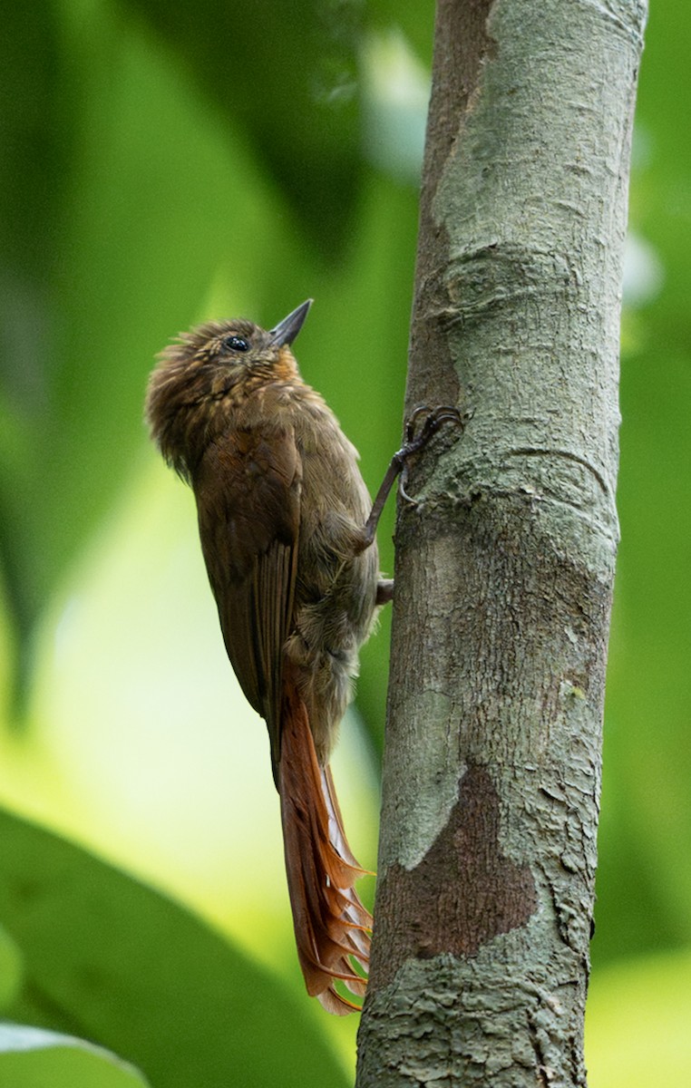 Wedge-billed Woodcreeper - ML647038214