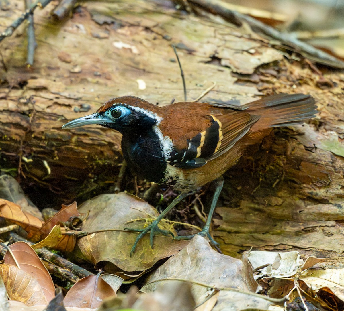 Ferruginous-backed Antbird - ML647038225