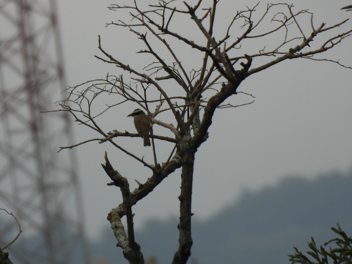 Boat-billed Flycatcher - ML647038238