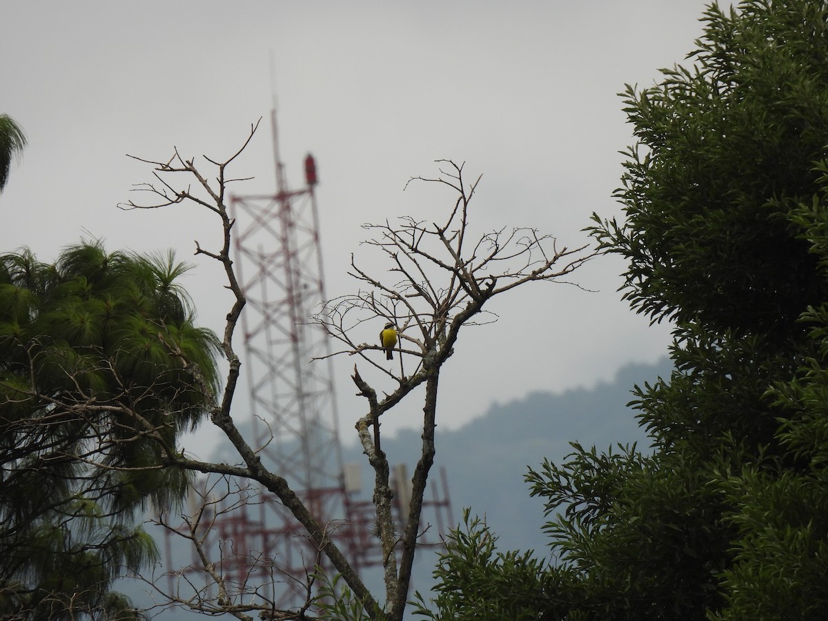 Boat-billed Flycatcher - ML647038240