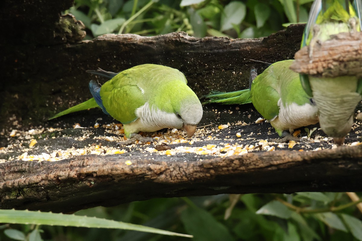 Monk Parakeet - ML647038245