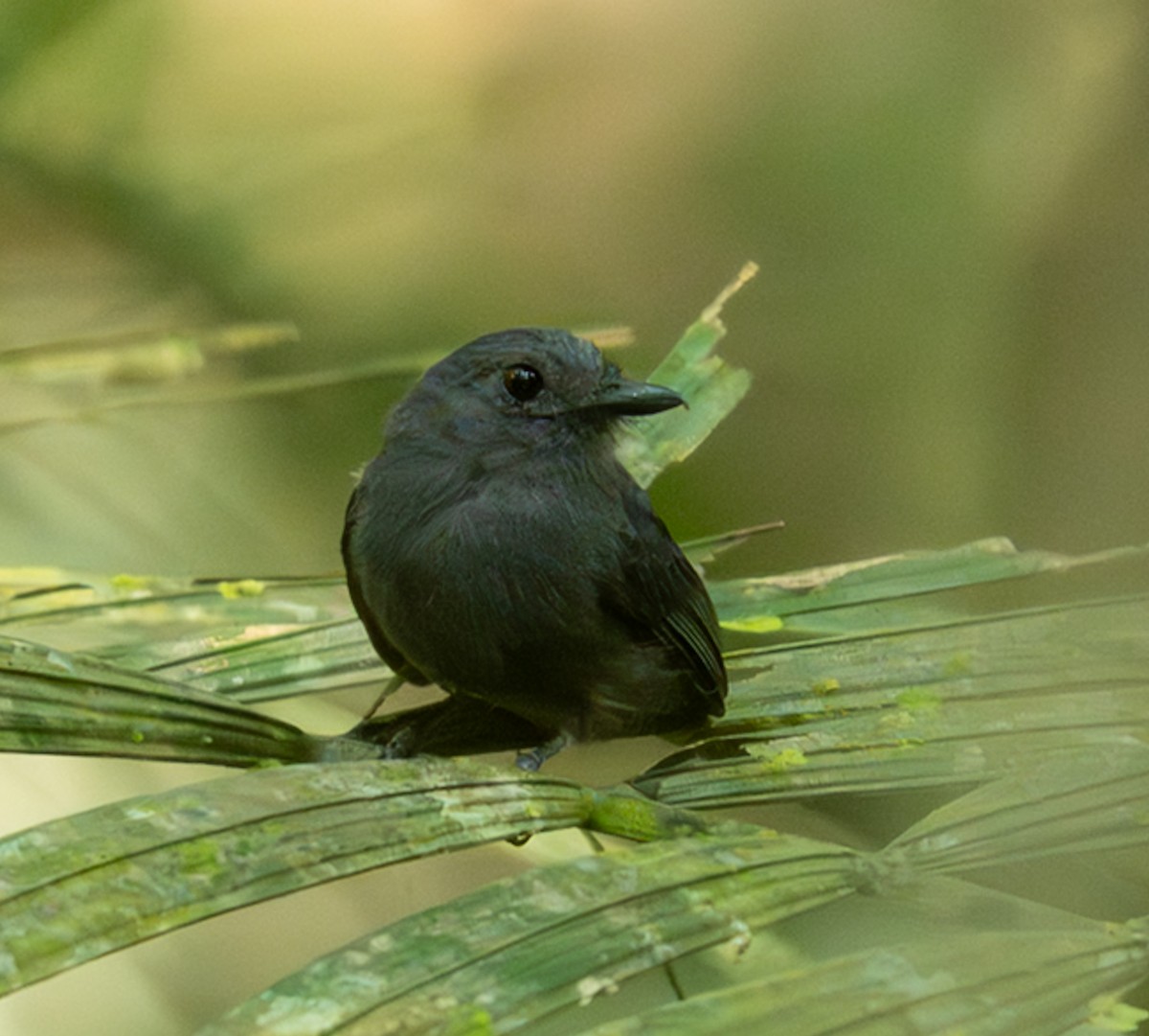 Cinereous Antshrike - ML647038254