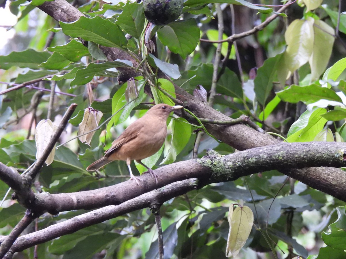 Merle fauve - ML647038256