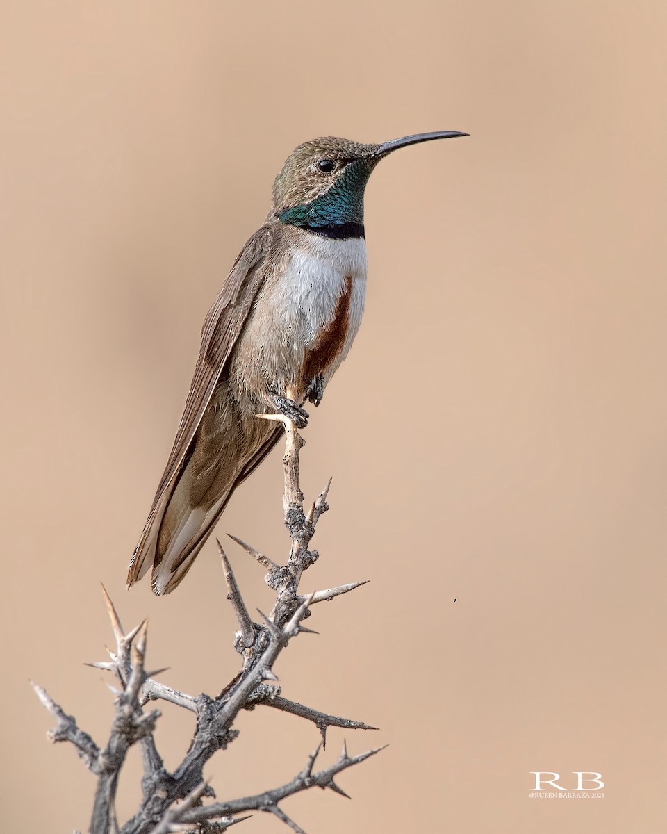 Andean Hillstar - ML647038257