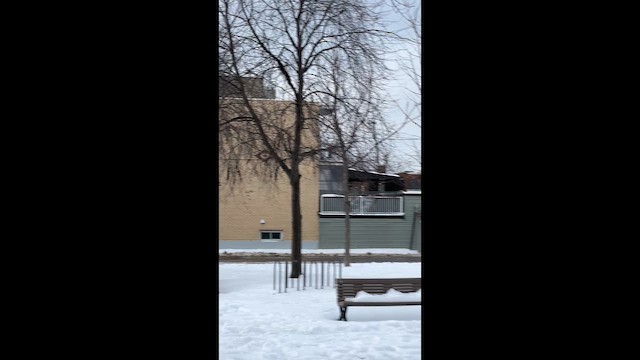 חקיינית צפונית - ML647038261