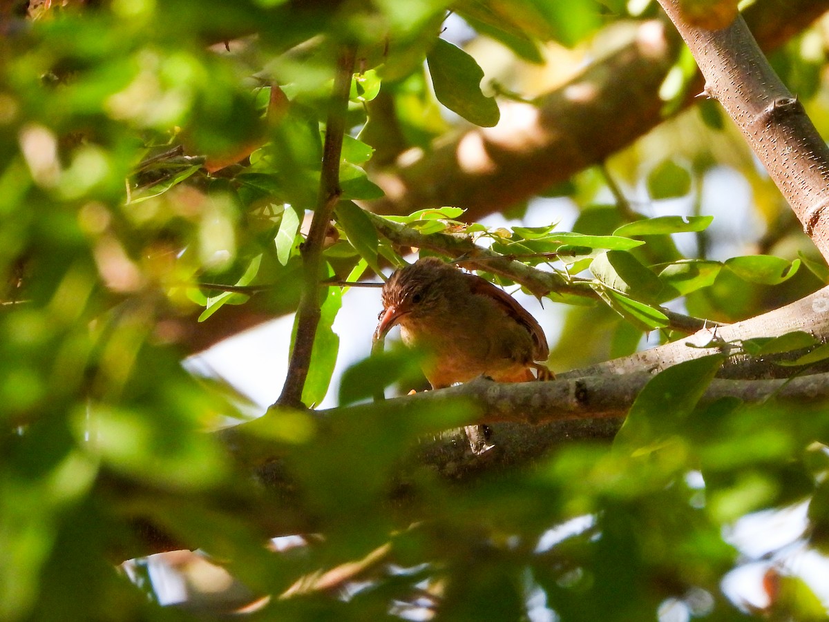 Crested Spinetail - ML647038265