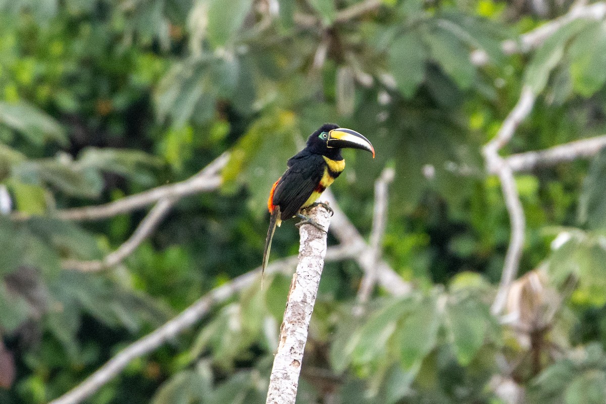 Many-banded Aracari - ML647038267