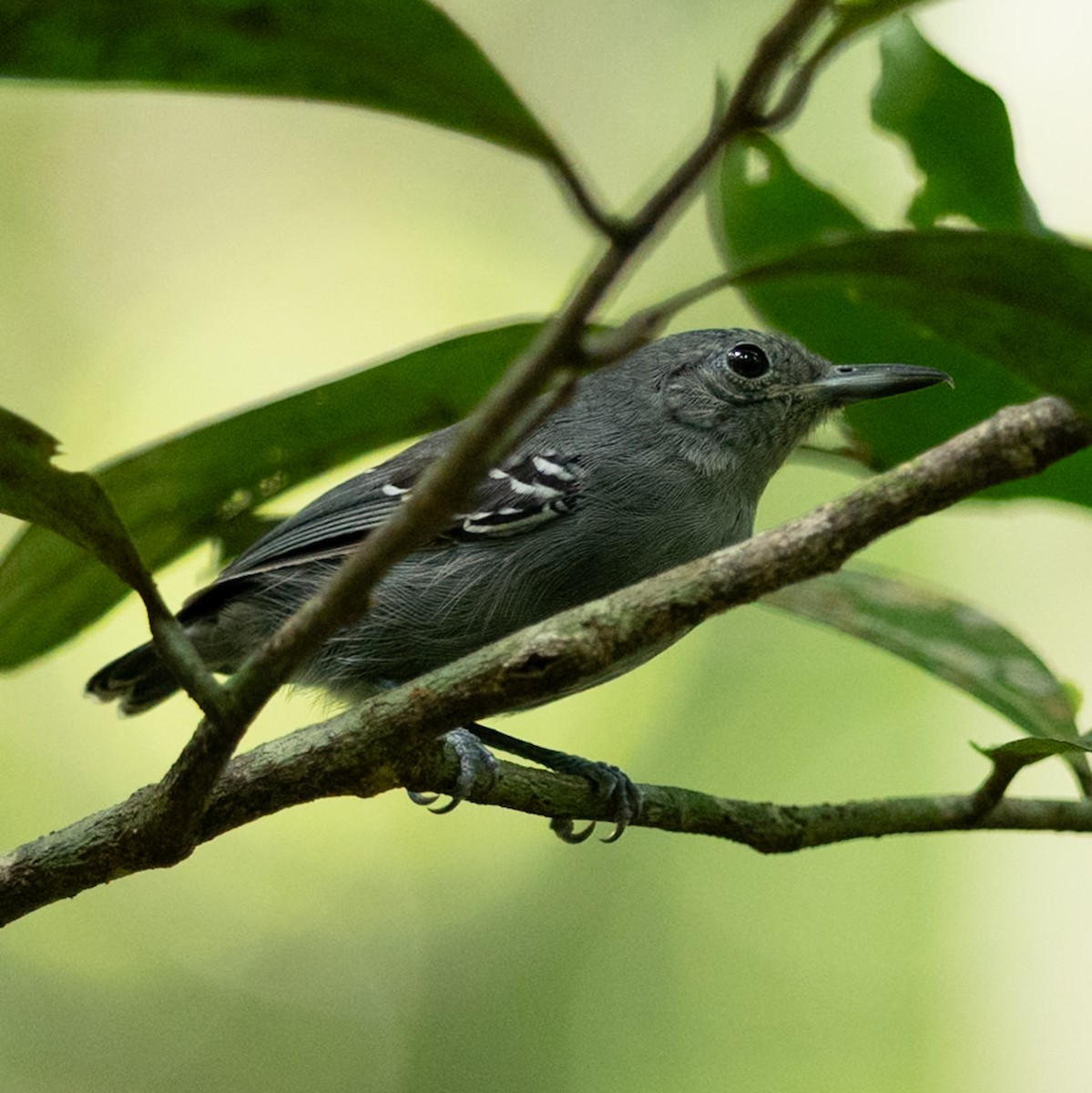 Gray Antwren - ML647038280