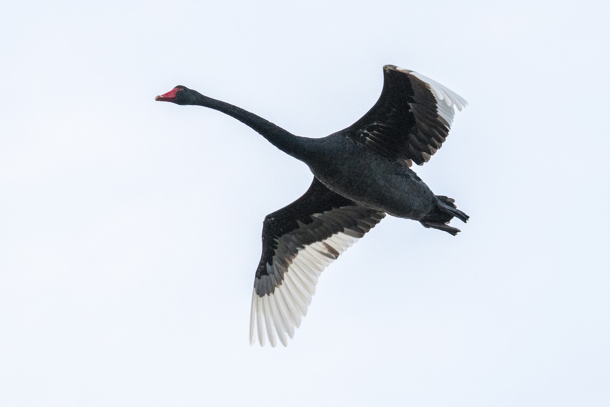 Black Swan - ML647038281