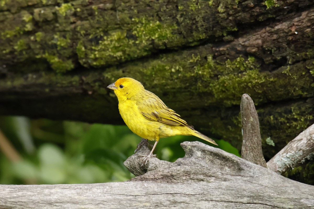 Saffron Finch - ML647038282