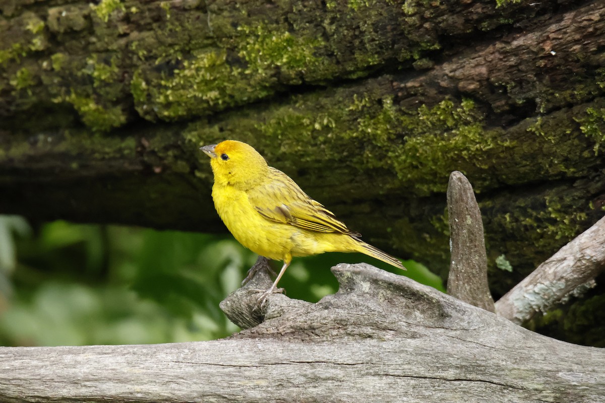 Saffron Finch - ML647038283