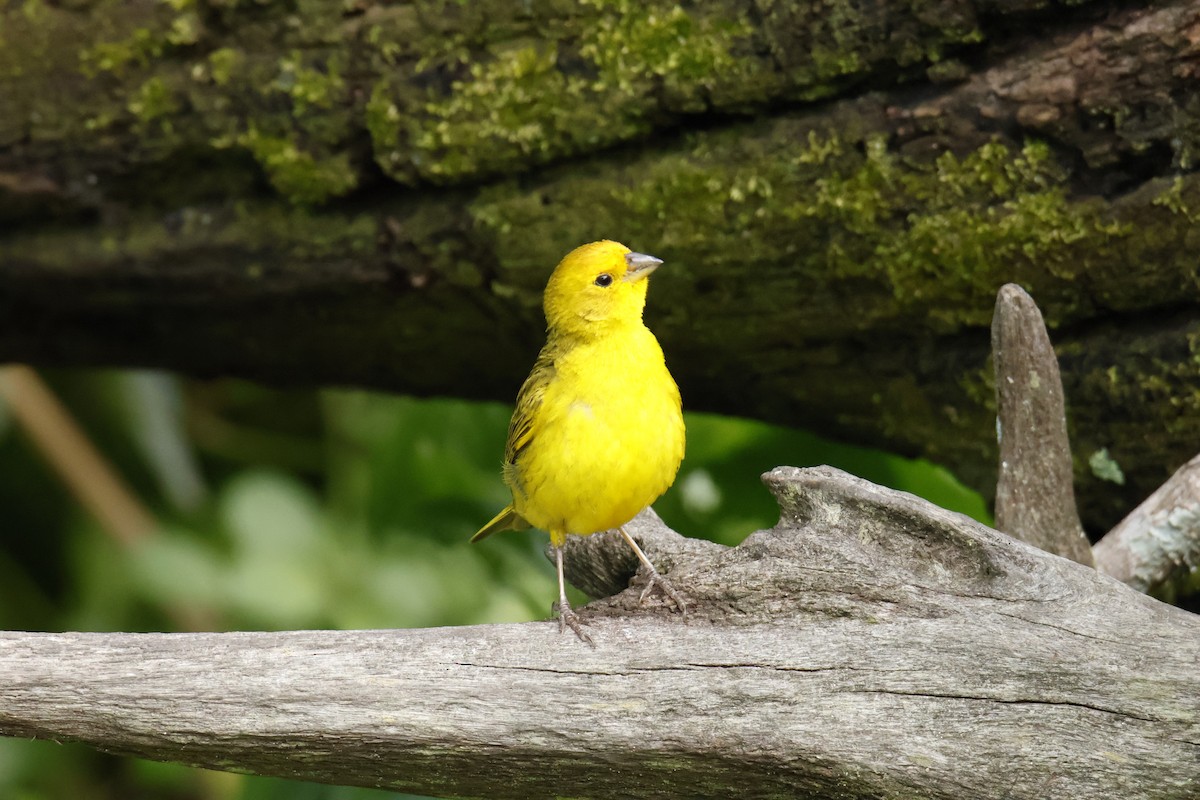 Saffron Finch - ML647038284