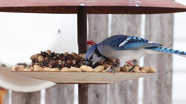 Blue Jay - ML647038287