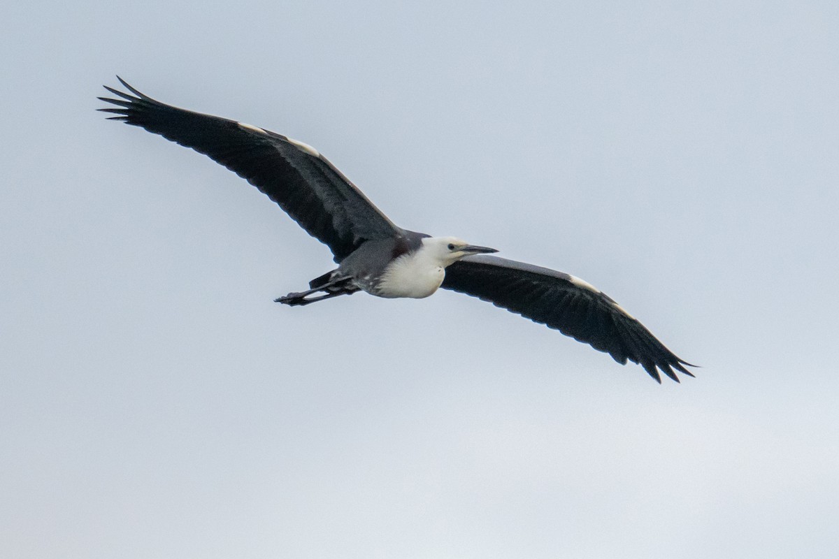 Pacific Heron - ML647038291