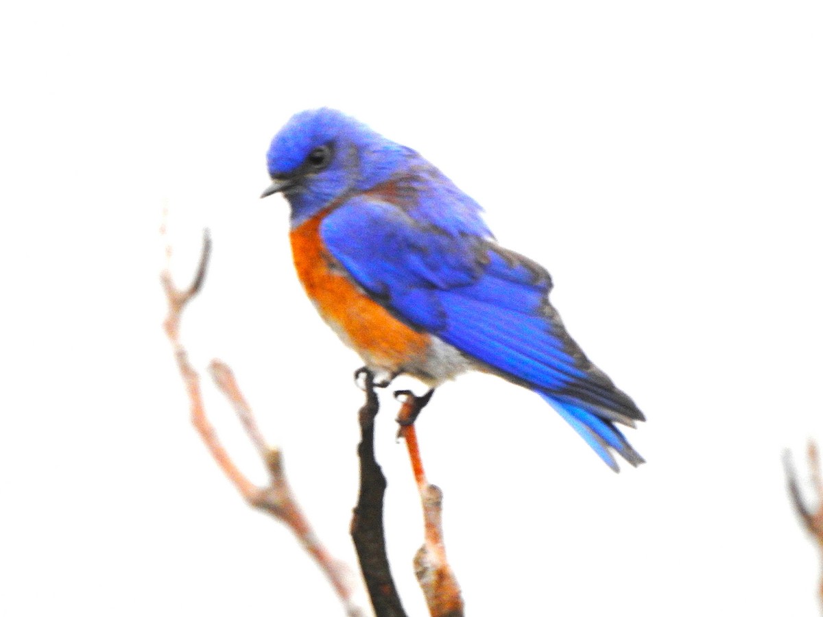 Batılı Mavi Ardıç - ML647038301