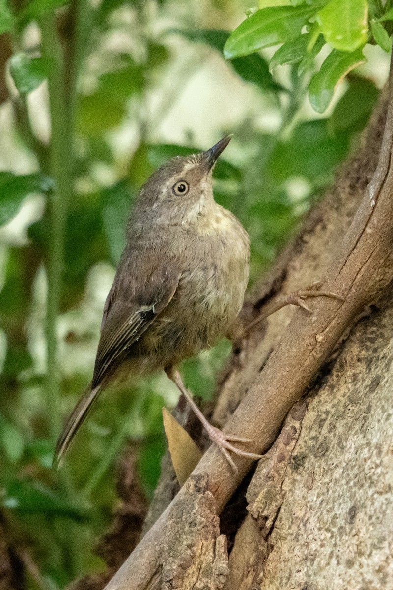 White-browed Scrubwren - ML647038302