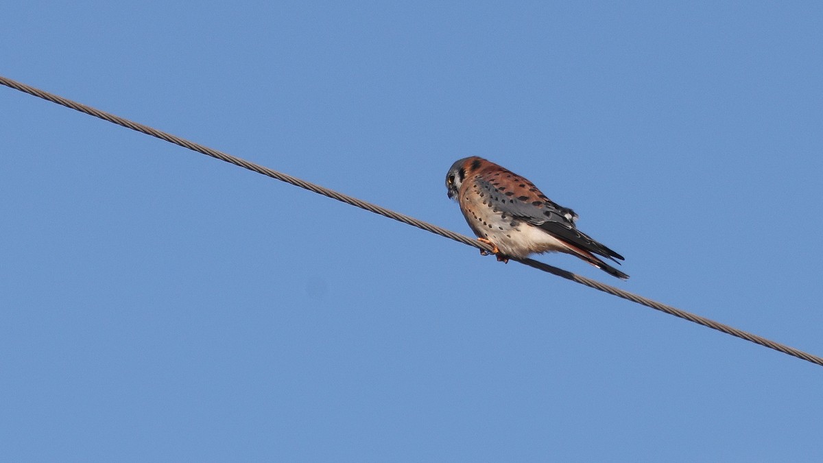 American Kestrel - ML647038304