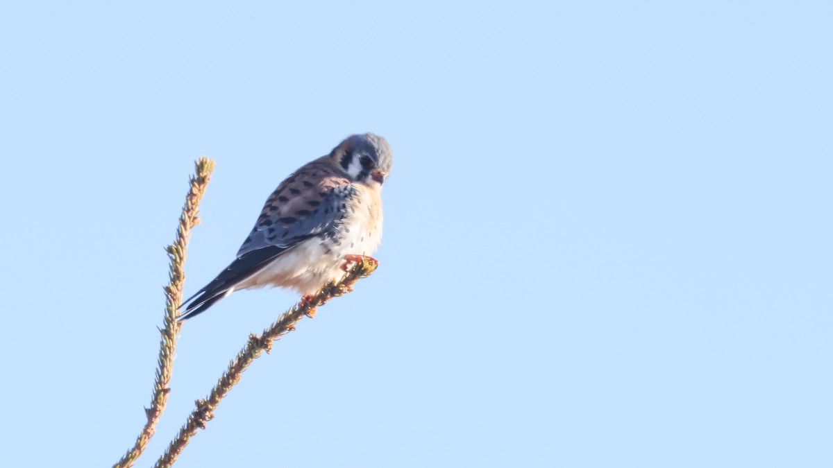 American Kestrel - ML647038305