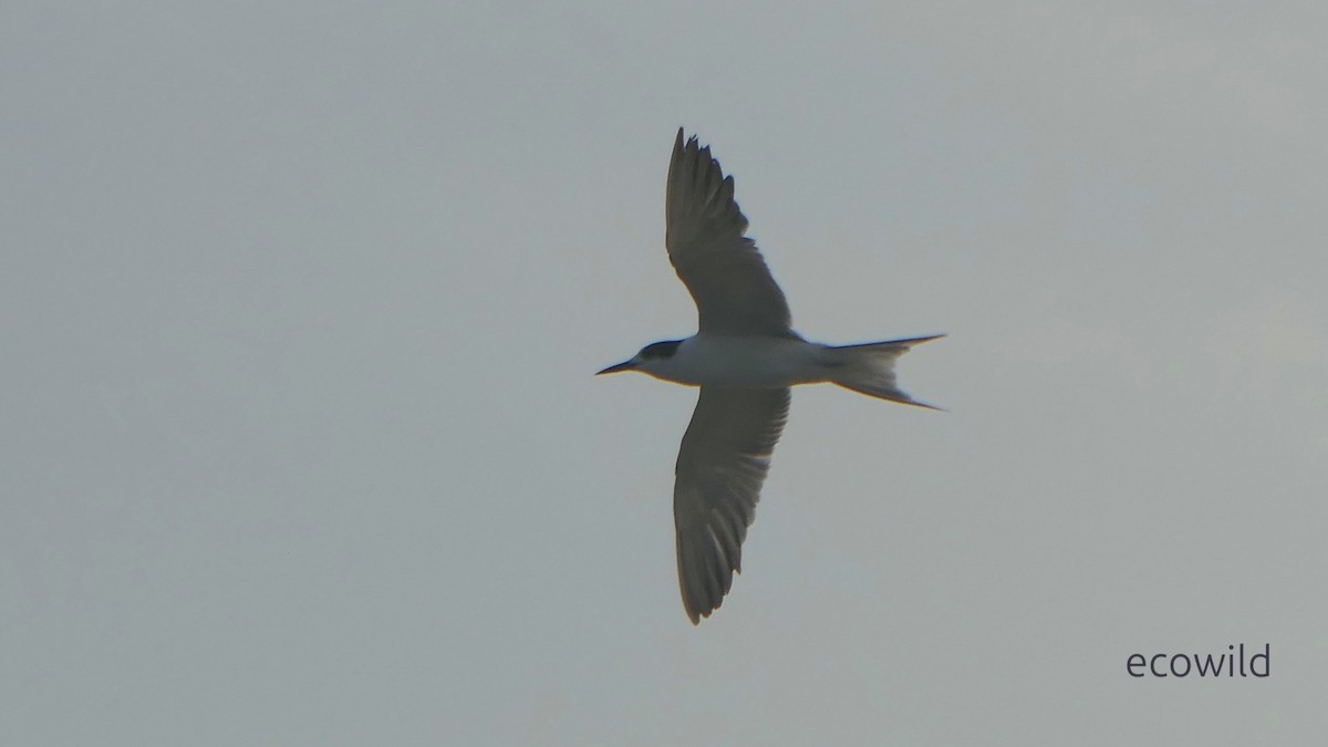 燕鷗 - ML647038310