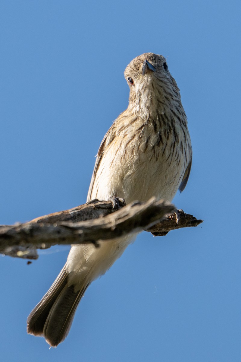 Rufous Whistler - ML647038311