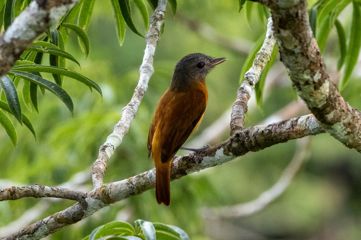 Citron-bellied Attila - ML647038325