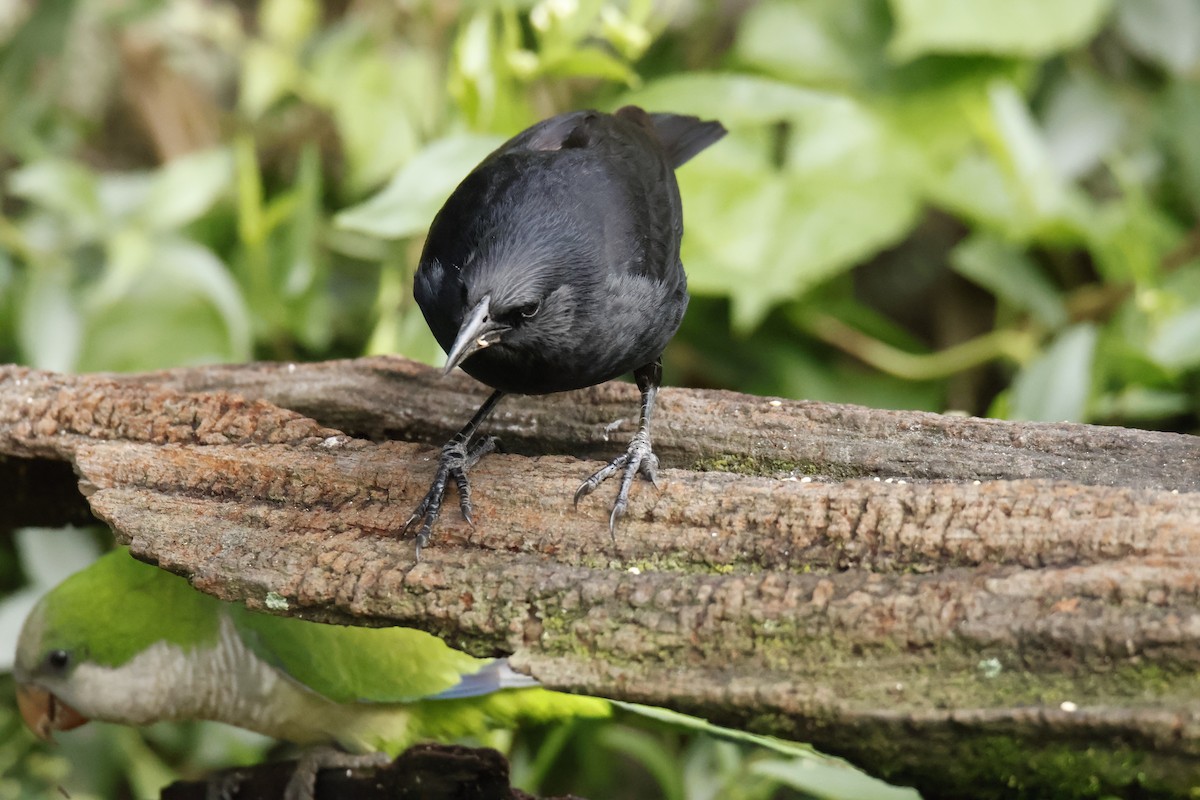 Chopi Blackbird - ML647038336
