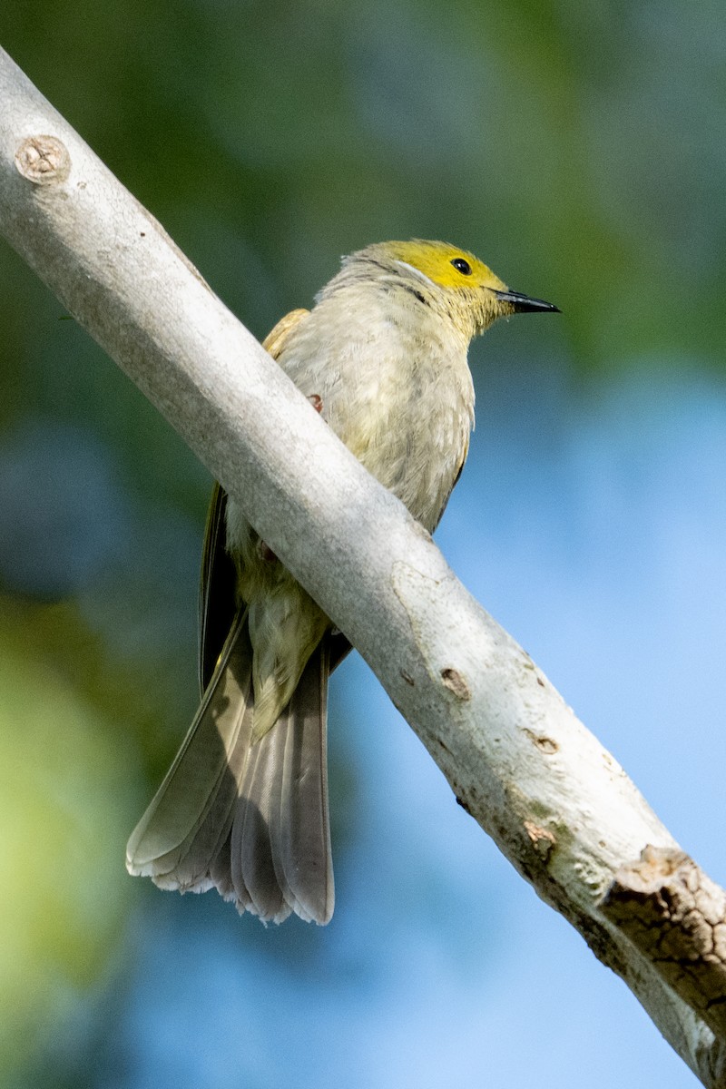 White-plumed Honeyeater - ML647038337