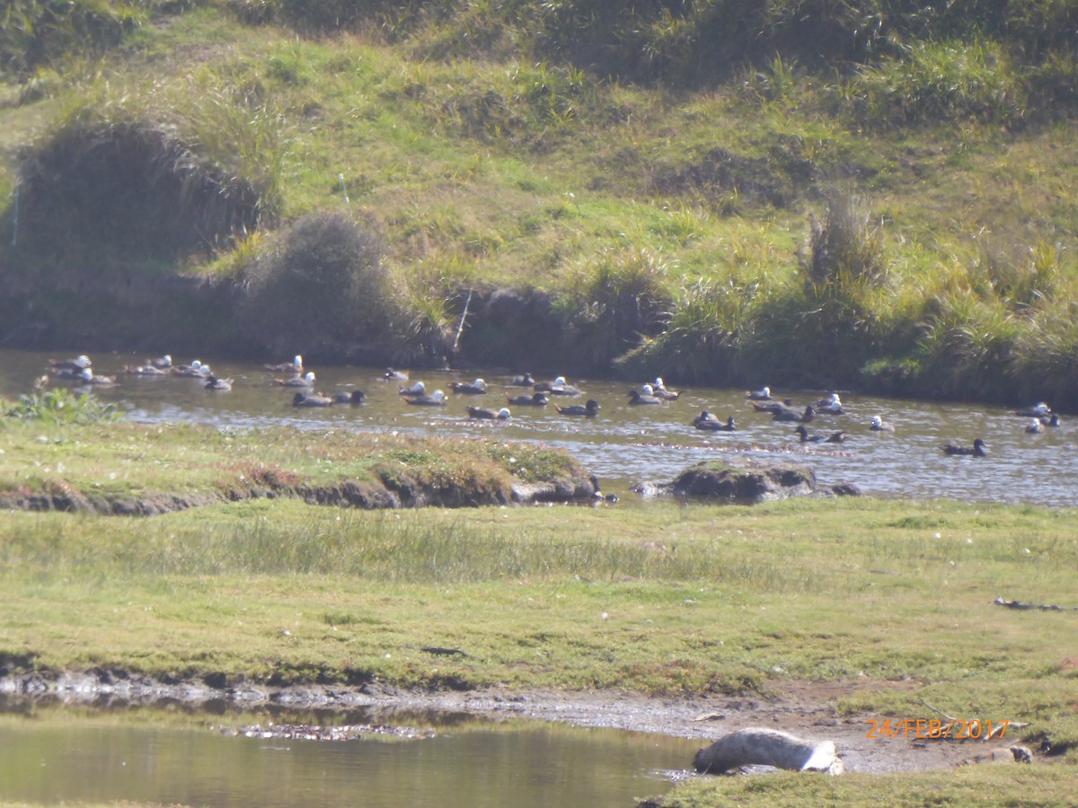 Tarro Maorí - ML647038339