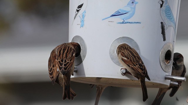 דרור הבית - ML647038342