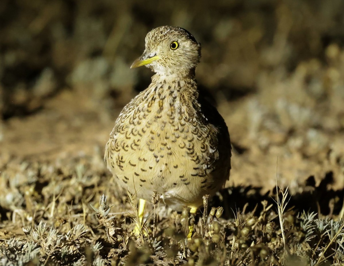 Bıldırcıngöçebesi - ML647038343