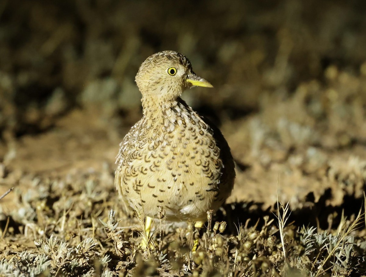 Bıldırcıngöçebesi - ML647038344