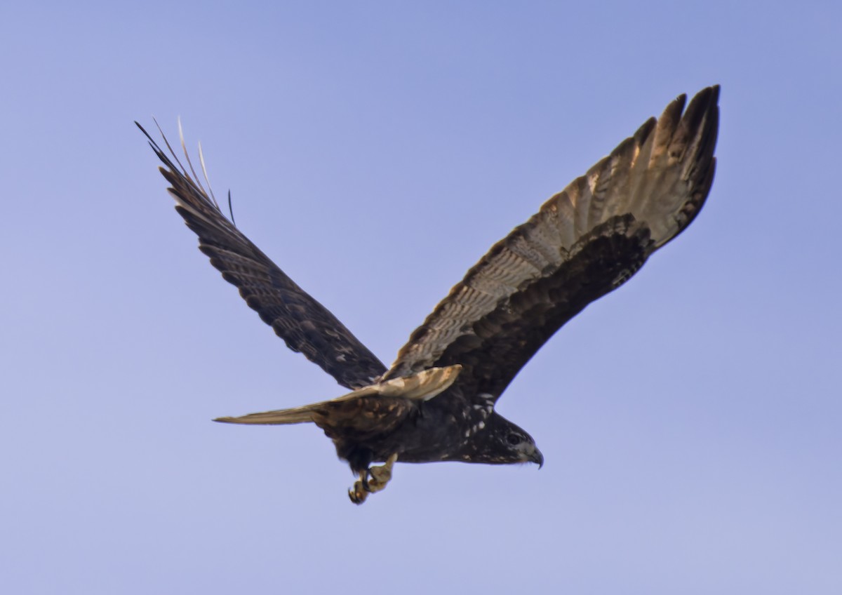 Канюк неоарктичний (підвид harlani) - ML647038346