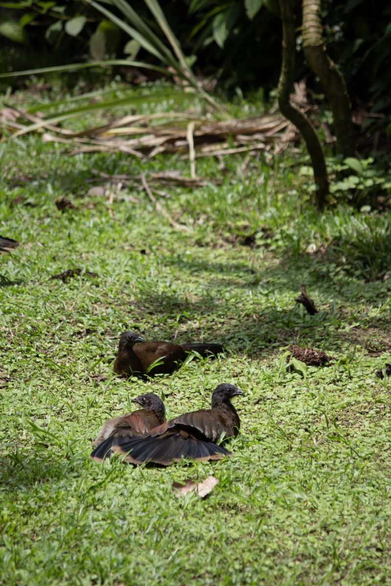 Gray-headed Chachalaca - ML647038349