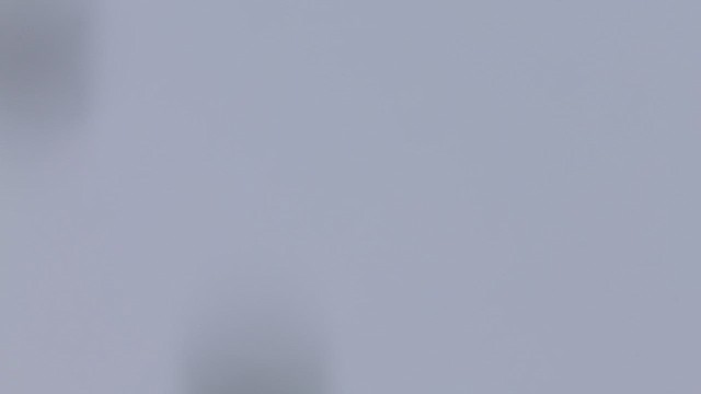 ברנטה קנדית - ML647038350