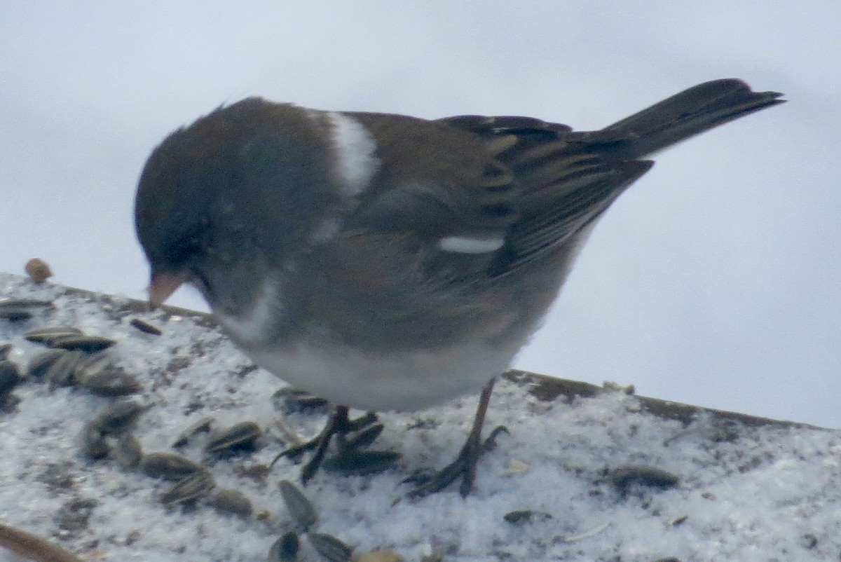 Dark-eyed Junco - ML647038351
