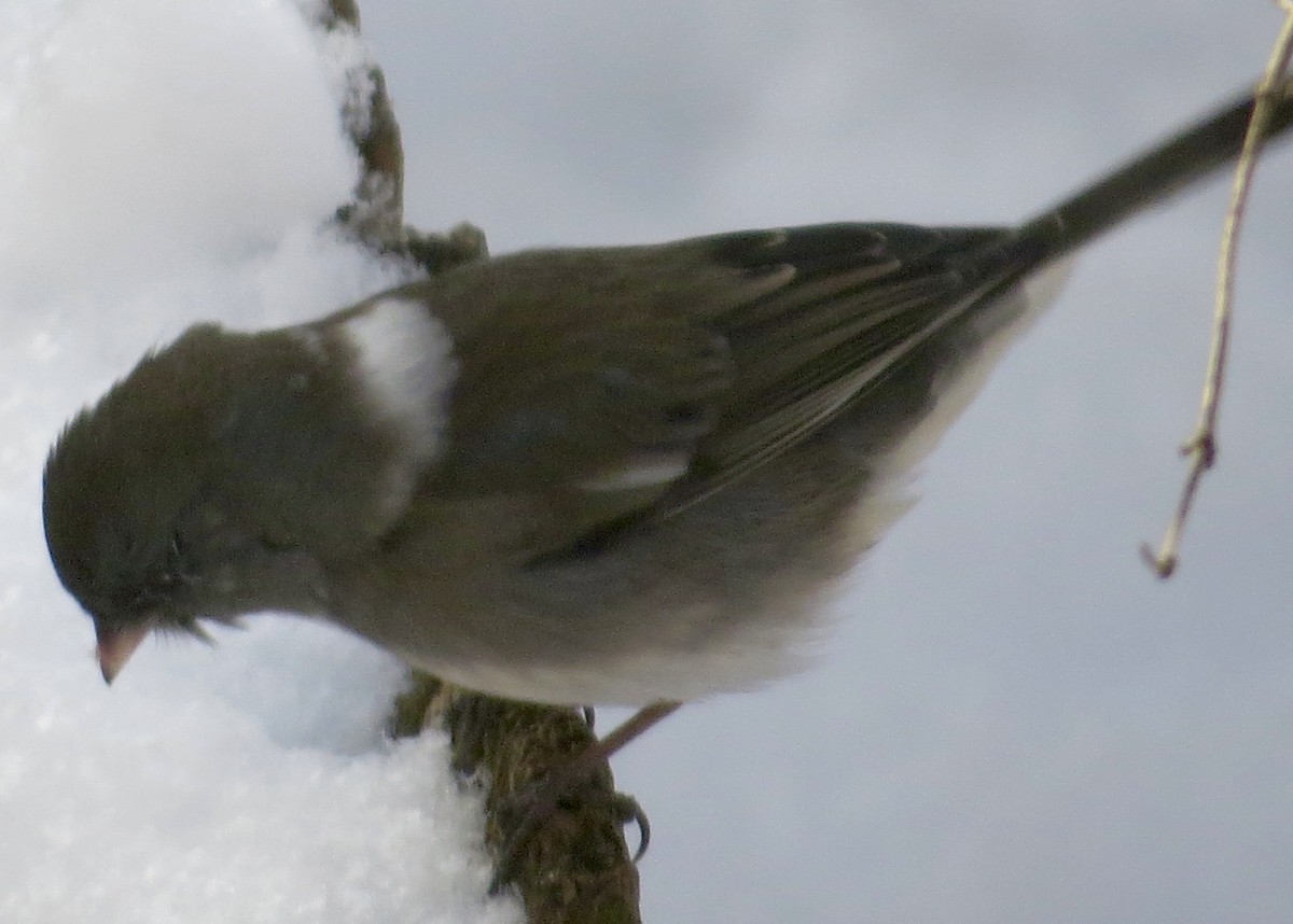 Dark-eyed Junco - ML647038352