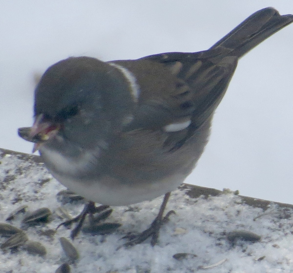 Dark-eyed Junco - ML647038353