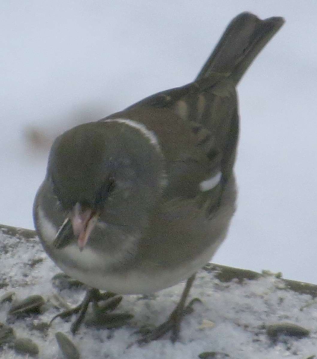 Dark-eyed Junco - ML647038354