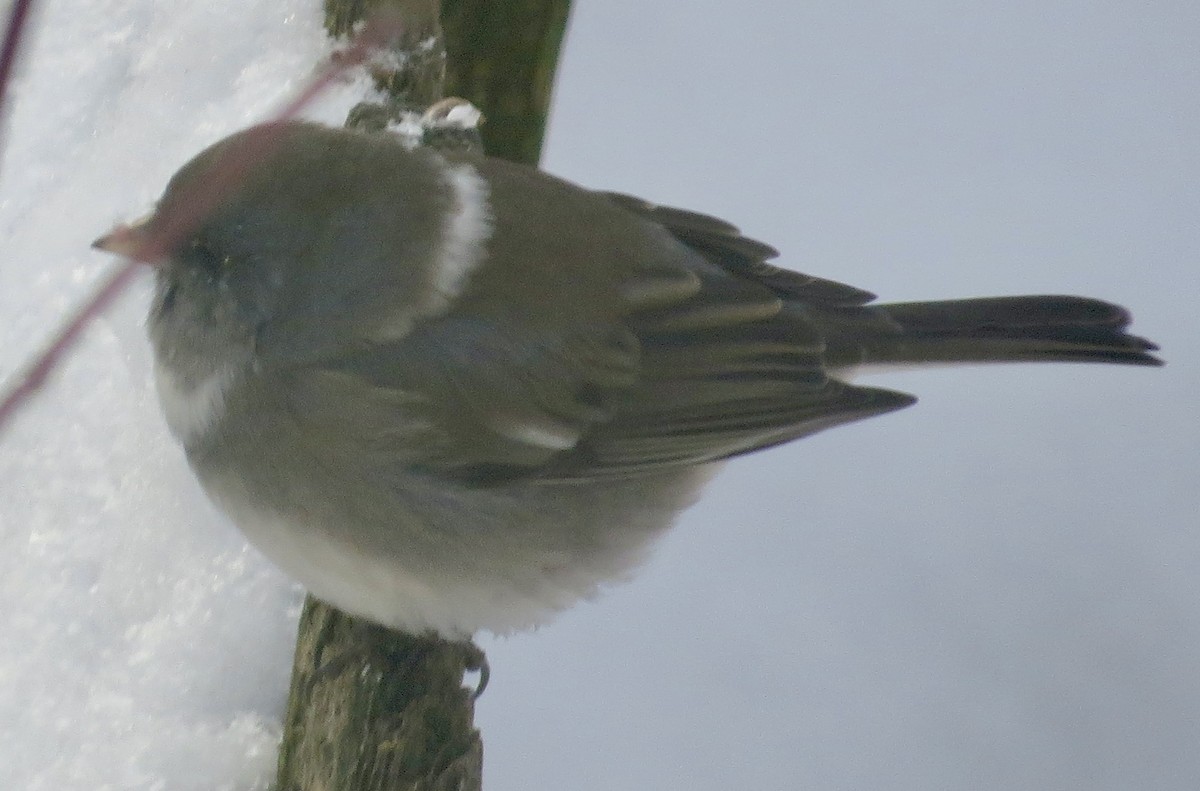 Dark-eyed Junco - ML647038355
