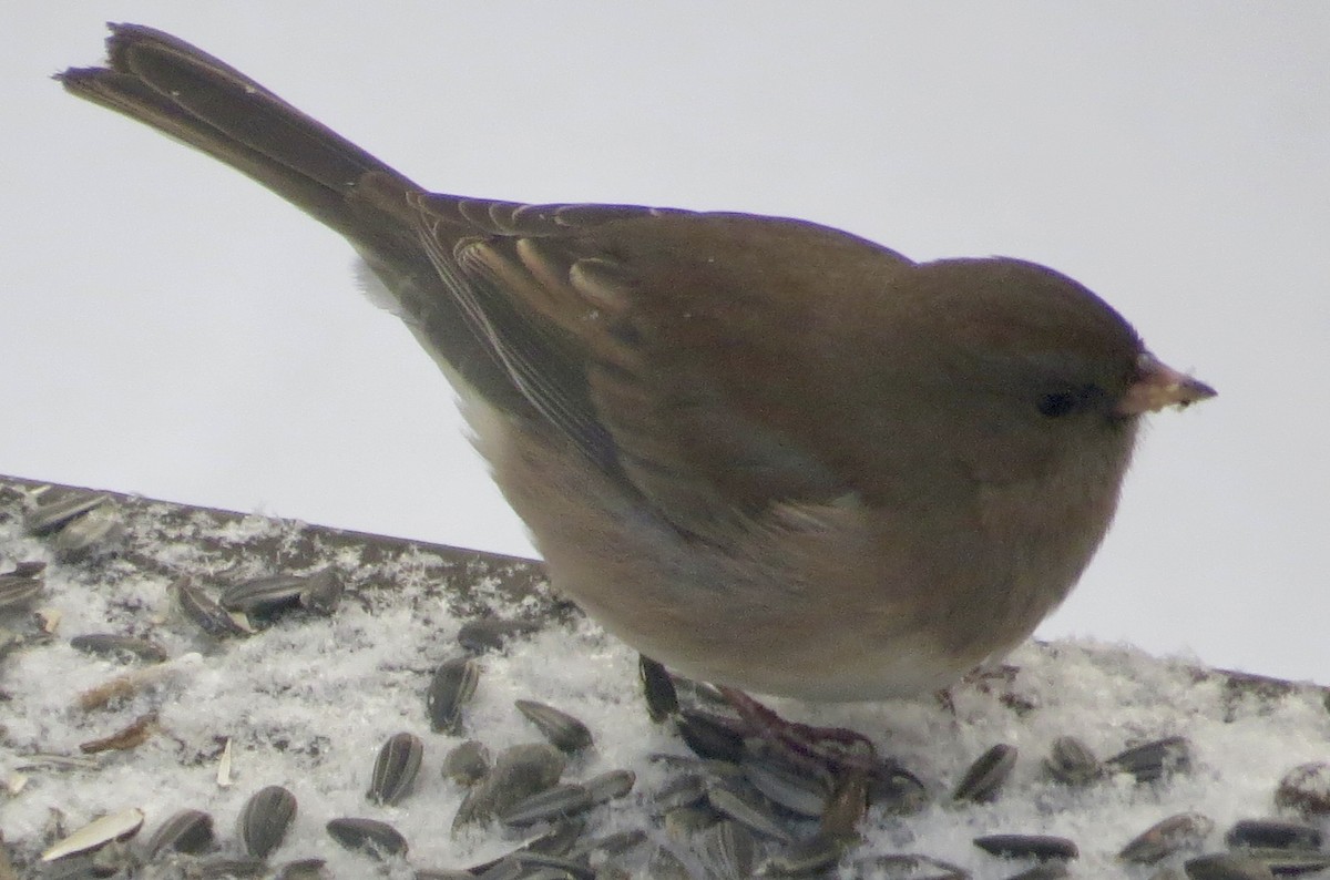 Dark-eyed Junco - ML647038356