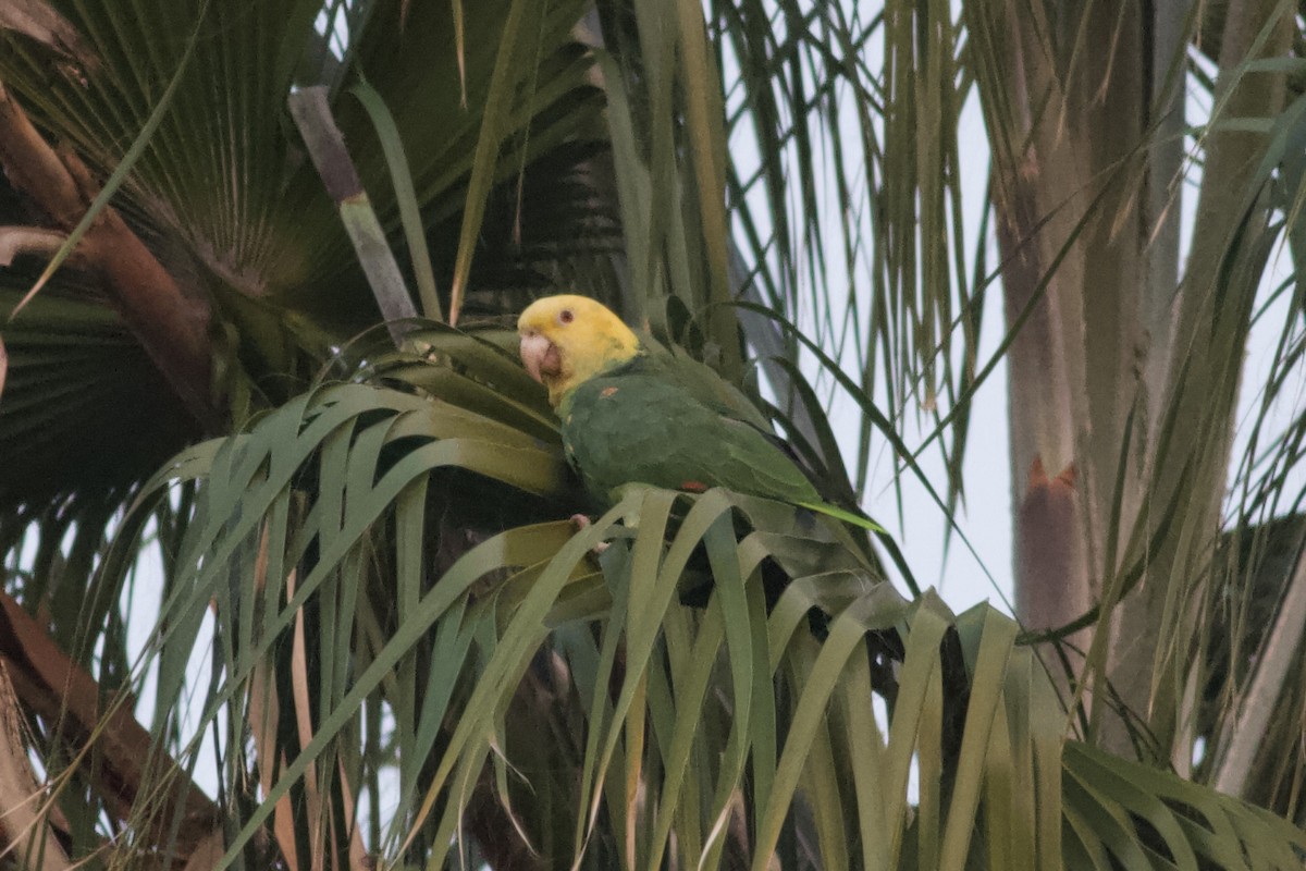 Yellow-headed Amazon - ML647038357