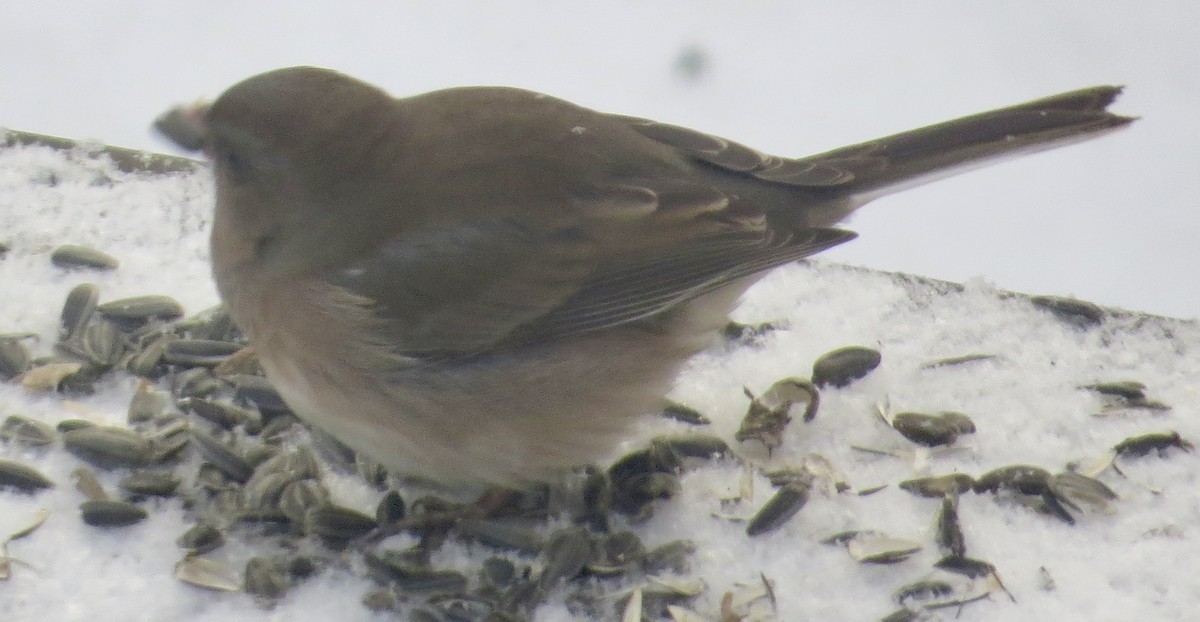 Dark-eyed Junco - ML647038358